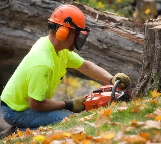 tree services Fordland